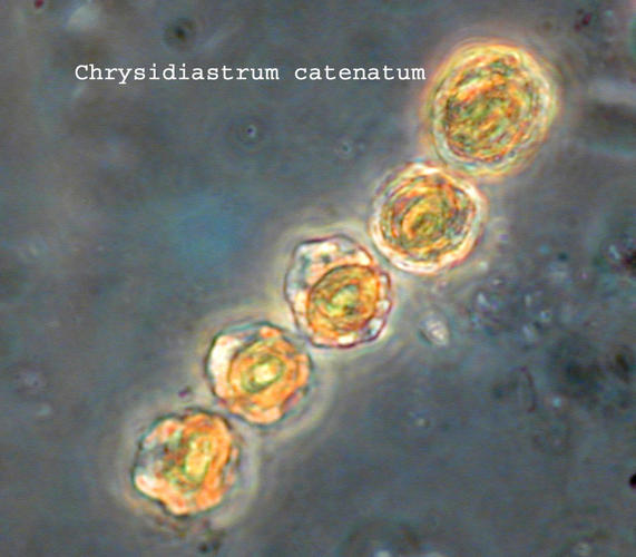 Chrysidiastrum catenatum