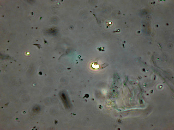 Chrysolykos planktonicus