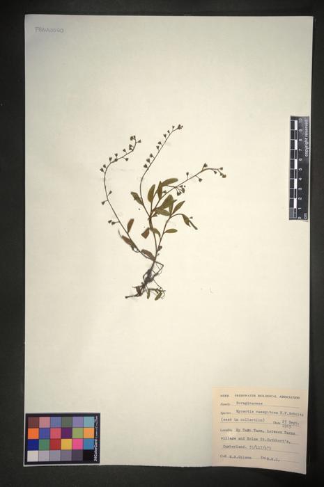 Myosotis laxa subsp. caespitosa