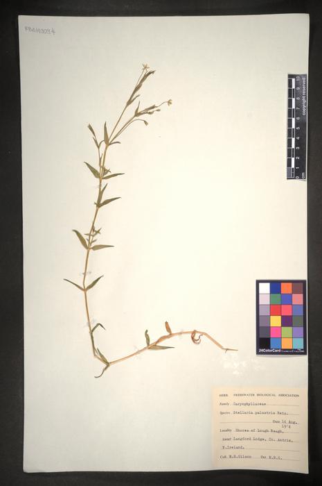 Stellaria palustris