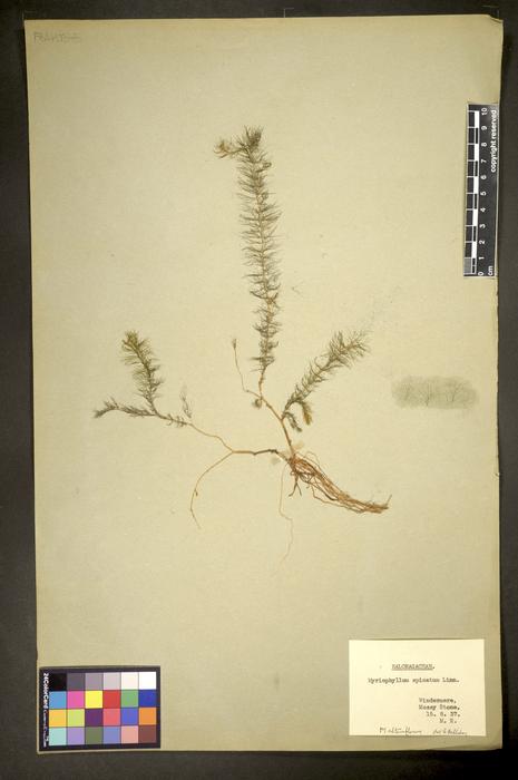 Myriophyllum alterniflorum