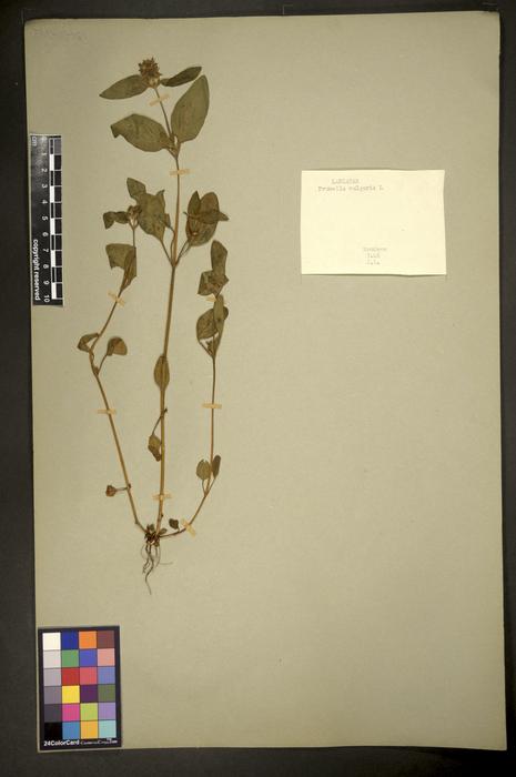 Prunella vulgaris