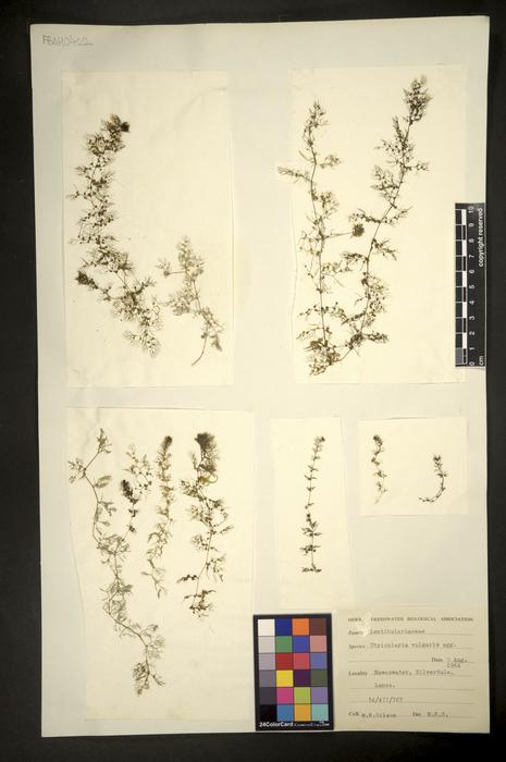 Utricularia vulgaris sens.lat.