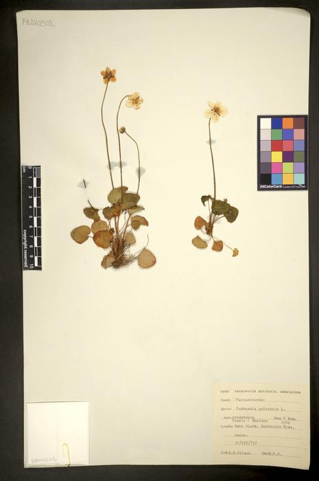 Parnassia palustris var. condensata