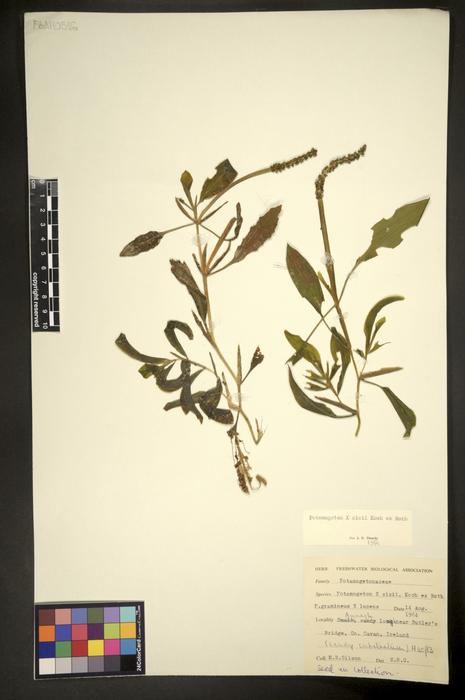 Potamogeton x angustifolius
