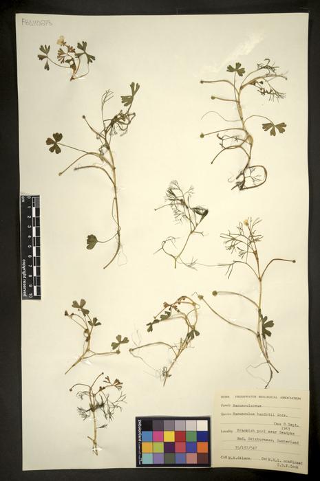 Ranunculus baudotii