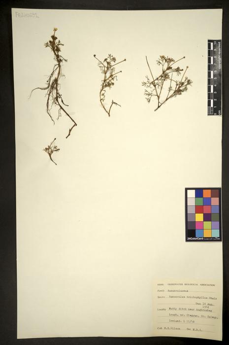 Ranunculus trichophyllus