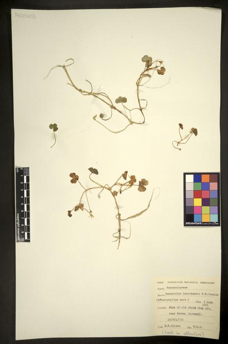 Ranunculus omiophyllus